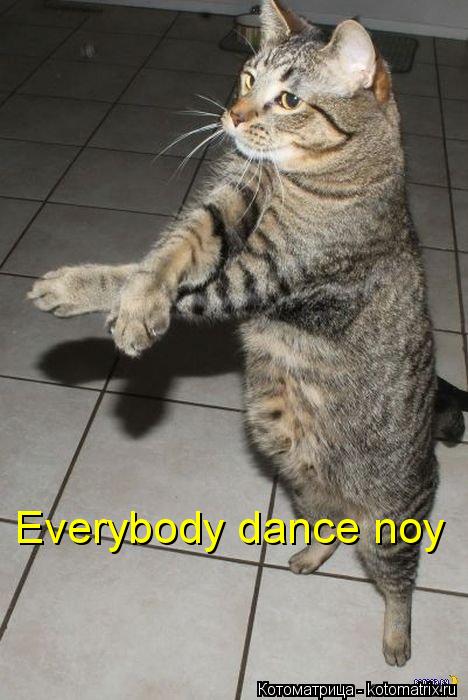 Everybody dance noy... Котоматрица: Everybody dance noy