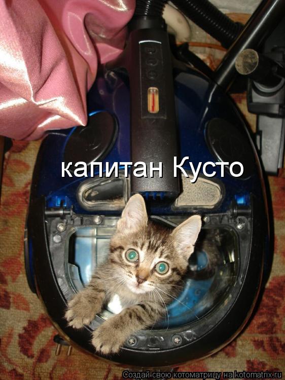 капитан Кусто... Котоматрица: капитан Кусто