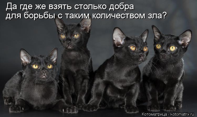 Котоматрица: Да где же взять столько добра  для борьбы с таким количеством зла?
