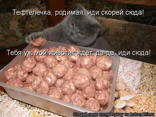 Тефтелечка, родимая, иди скорей сюда! Тебя уж мой животик ждёт, да-да, иди сюда!... Котоматрица: Тефтелечка, родимая, иди скорей сюда! Тебя уж мой животик ждёт, да-да, иди сюда!