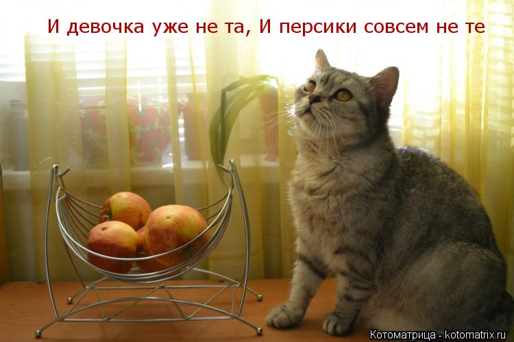 И девочка уже не та, И персики совсем не те... Котоматрица: И девочка уже не та, И персики совсем не те