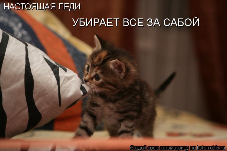 НАСТОЯЩАЯ ЛЕДИ УБИРАЕТ ВСЕ ЗА САБОЙ... Котоматрица: НАСТОЯЩАЯ ЛЕДИ УБИРАЕТ ВСЕ ЗА САБОЙ