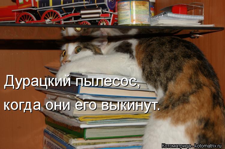 Дурацкий пылесос, когда они его выкинут.... Котоматрица: Дурацкий пылесос, когда они его выкинут.