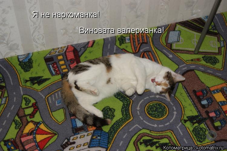 Я не наркоманка! Виновата валерианка!... Котоматрица: Я не наркоманка! Виновата валерианка!