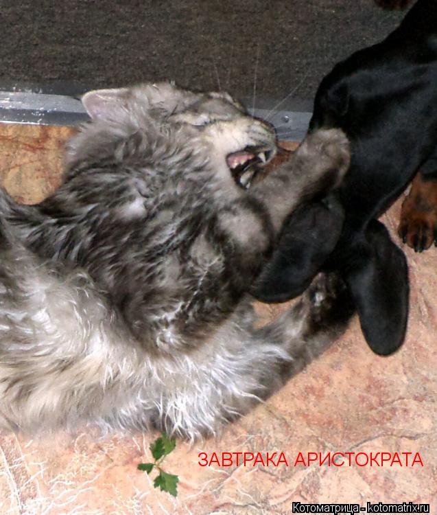 ЗАВТРАКА АРИСТОКРАТА... Котоматрица: ЗАВТРАКА АРИСТОКРАТА