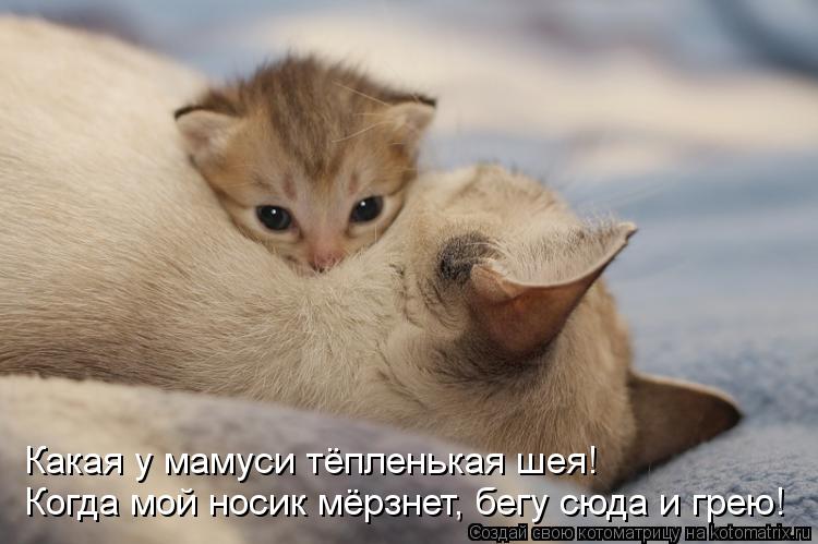Когда мой носик мёрзнет, бегу сюда и грею! Какая у мамуси тёпленькая шея!... Котоматрица: Когда мой носик мёрзнет, бегу сюда и грею! Какая у мамуси тёпленькая шея!