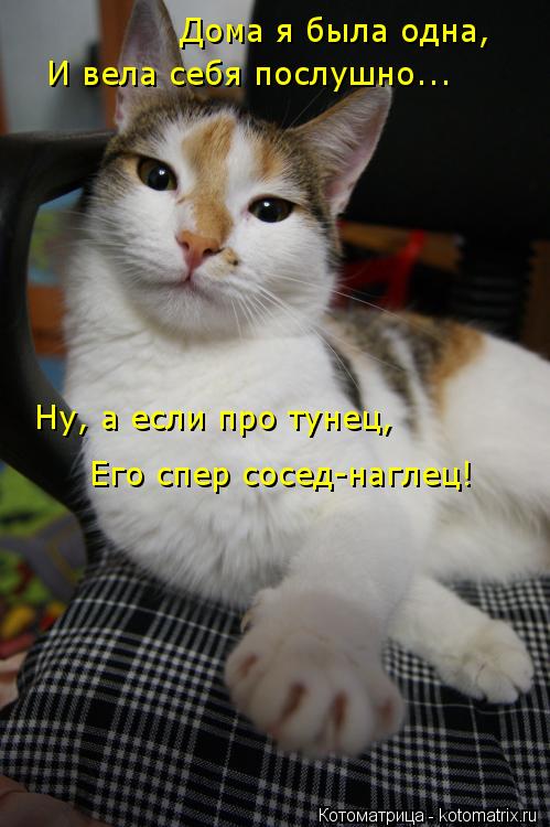 Дома я была одна, И вела себя послушно... Ну, а если про тунец, Его спер сосед-наглец!... Котоматрица: Дома я была одна, И вела себя послушно... Ну, а если про тунец, Его спер сосед-наглец!