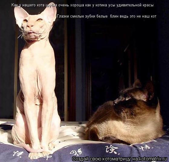 Котоматрица: Как у нашего кота шубка очень хороша как у котика усы удивительной красы Глазки смелые зубки белые  блин ведь это не наш кот