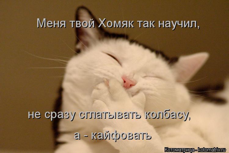 Меня твой Хомяк так научил, не сразу сглатывать колбасу, а - кайфовать... Котоматрица: Меня твой Хомяк так научил, не сразу сглатывать колбасу, а - кайфовать