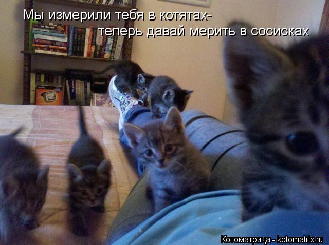 Мы измерили тебя в котятах- теперь давай мерить в сосисках... Котоматрица: Мы измерили тебя в котятах- теперь давай мерить в сосисках