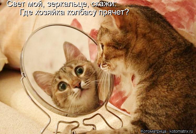 Свет мой, зеркальце, скажи: Где хозяйка колбасу прячет?... Котоматрица: Свет мой, зеркальце, скажи: Где хозяйка колбасу прячет?