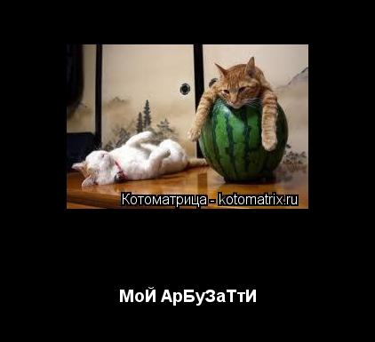 Котоматрица: МоЙ АрБуЗаТтИ МоЙ АрБуЗаТтИ
