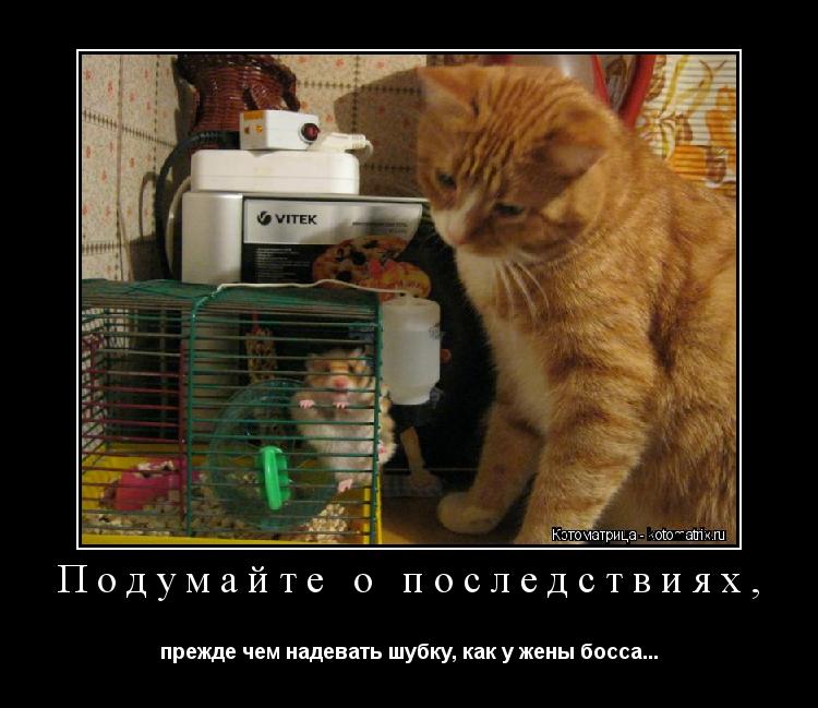 Подумайте о последствиях, прежде чем надевать шубку, как у жены босса...... Котоматрица: Подумайте о последствиях, прежде чем надевать шубку, как у жены босса...