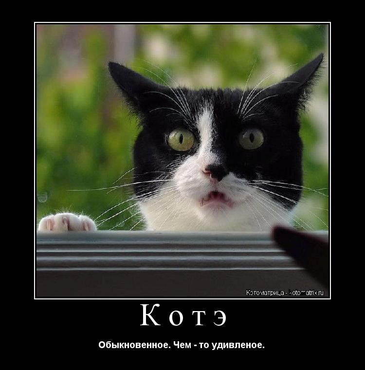 Котэ Обыкновенное. Чем - то удивленое. ... Котоматрица: Котэ Обыкновенное. Чем - то удивленое.