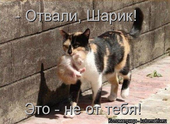 - Отвали, Шарик! Это - не от тебя!... Котоматрица: - Отвали, Шарик! Это - не от тебя!