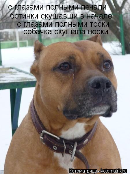 с глазами полными печали ботинки скушавши в начале, с глазами полными тоски собачка скушала носки....... Котоматрица: с глазами полными печали ботинки скушавши в начале, с глазами полными тоски собачка скушала носки....