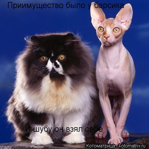 Котоматрица: Приимущество было у барсика И шубу он взял себе