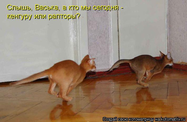 Слышь, Васька, а кто мы сегодня - кенгуру или рапторы?... Котоматрица: Слышь, Васька, а кто мы сегодня - кенгуру или рапторы?