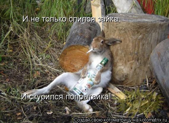 И не только спился зайка, И скурился попрыгайка!... Котоматрица: И не только спился зайка, И скурился попрыгайка!