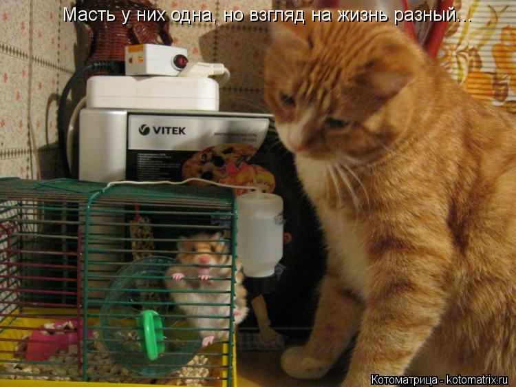 Масть у них одна, но взгляд на жизнь разный...... Котоматрица: Масть у них одна, но взгляд на жизнь разный...