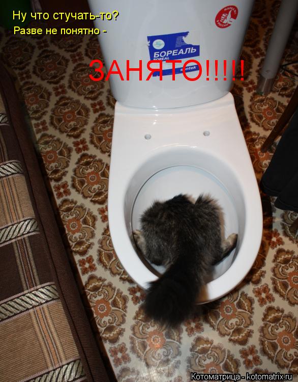 Ну что стучать-то? Разве не понятно - ЗАНЯТО!!!!!... Котоматрица: Ну что стучать-то? Разве не понятно - ЗАНЯТО!!!!!