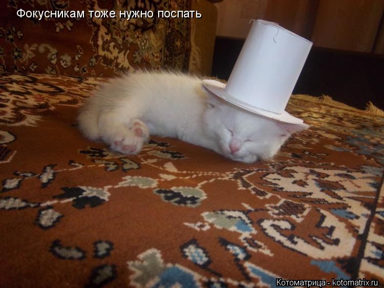 Фокусникам тоже нужно поспать... Котоматрица: Фокусникам тоже нужно поспать