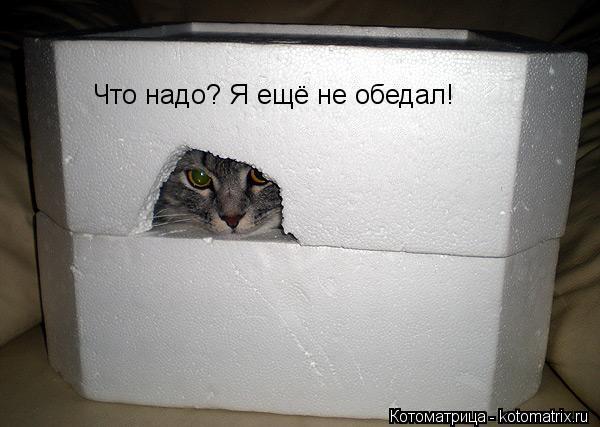 Что надо? Я ещё не обедал!... Котоматрица: Что надо? Я ещё не обедал!
