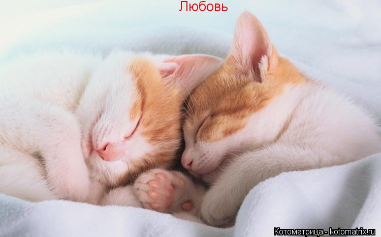 Любовь... Котоматрица: Любовь