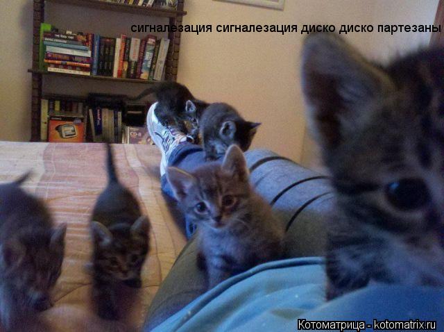 сигналезация сигналезация диско диско партезаны... Котоматрица: сигналезация сигналезация диско диско партезаны
