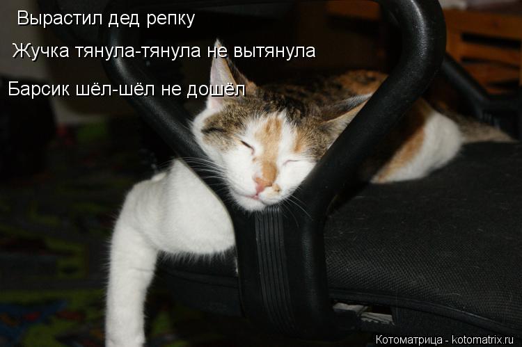 Котоматрица: Вырастил дед репку Жучка тянула-тянула не вытянула Барсик шёл-шёл не дошёл