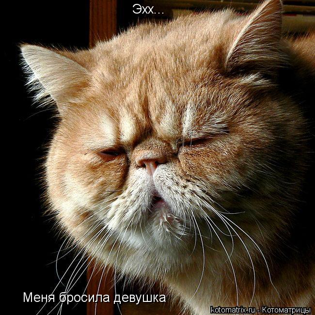 Эхх... Меня бросила девушка... Котоматрица: Эхх... Меня бросила девушка