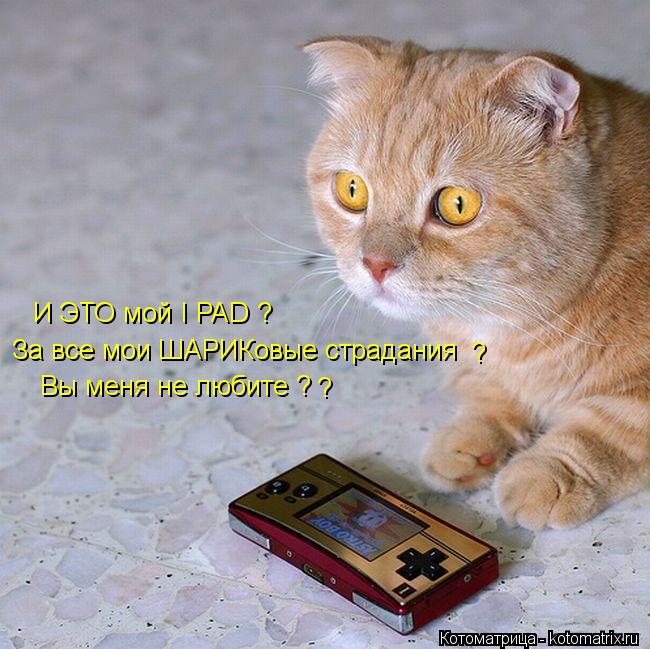 И ЭТО мой I PAD ? За все мои ШАРИКовые страдания ? Вы меня не любите ? ?... Котоматрица: И ЭТО мой I PAD ? За все мои ШАРИКовые страдания ? Вы меня не любите ? ?