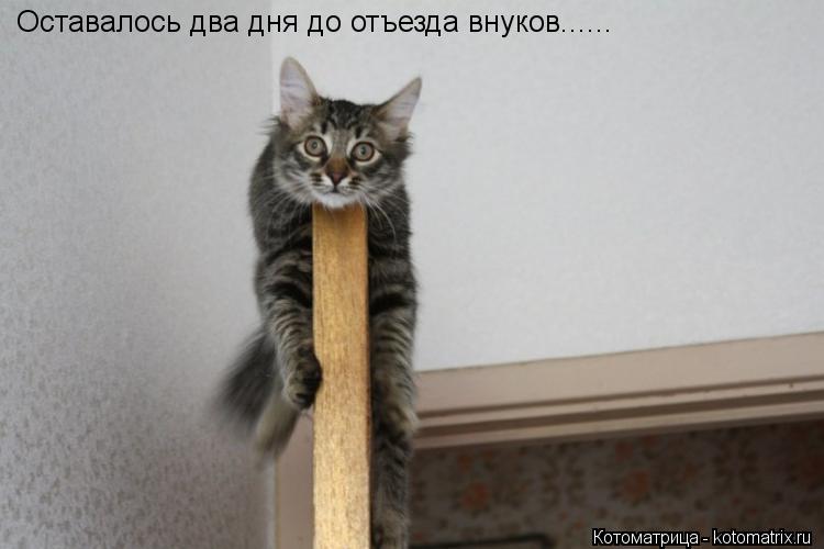 Котоматрица: Оставалось два дня до отъезда внуков......
