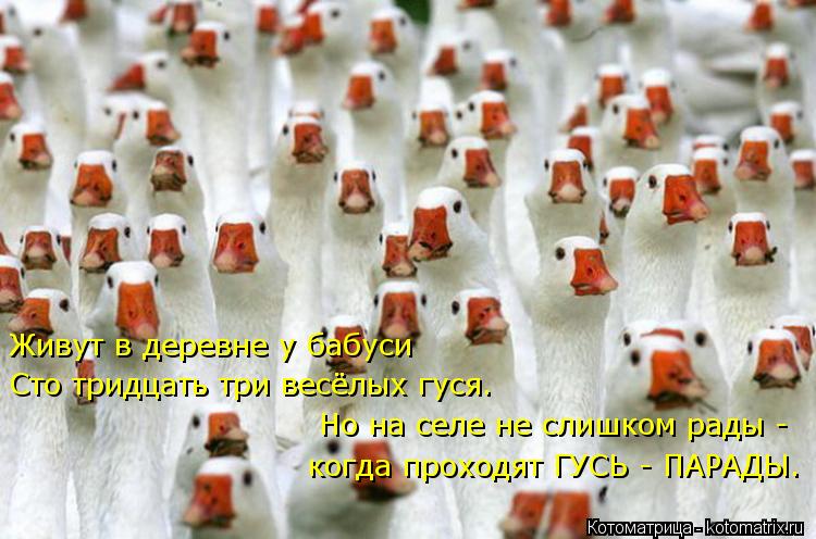 Живут в деревне у бабуси Сто тридцать три весёлых гуся. Но на селе не слишком рады - когда проходят Г... Котоматрица: Живут в деревне у бабуси Сто тридцать три весёлых гуся. Но на селе не слишком рады - когда проходят ГУСЬ - ПАРАДЫ.