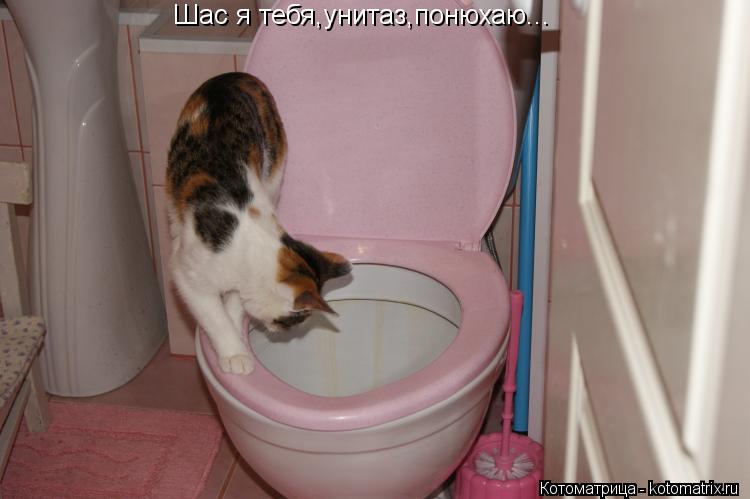Шас я тебя,унитаз,понюхаю...... Котоматрица: Шас я тебя,унитаз,понюхаю...
