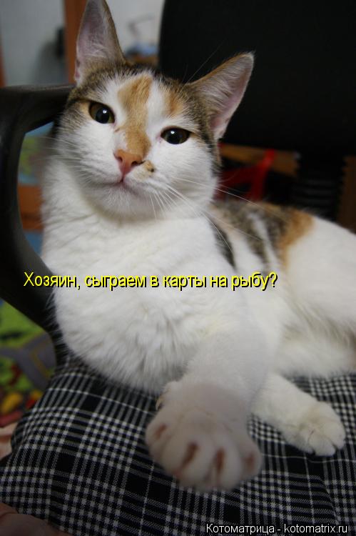 Хозяин, сыграем в карты на рыбу?... Котоматрица: Хозяин, сыграем в карты на рыбу?