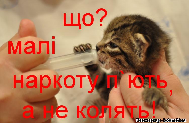 Котоматрица: малі наркоту п`ють , а не колять! що?