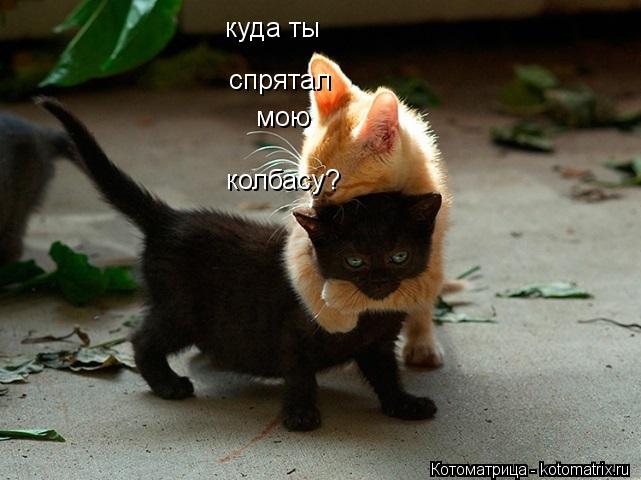 куда ты спрятал мою колбасу?... Котоматрица: куда ты спрятал мою колбасу?