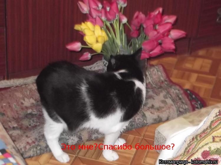 Это мне?Спасибо большое?... Котоматрица: Это мне?Спасибо большое?