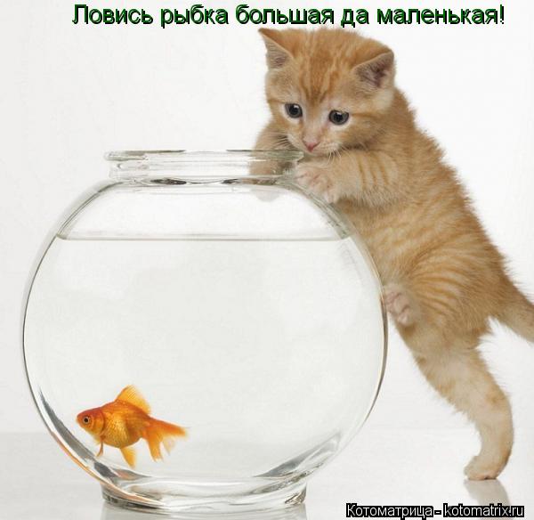 Ловись рыбка большая да маленькая!... Котоматрица: Ловись рыбка большая да маленькая!