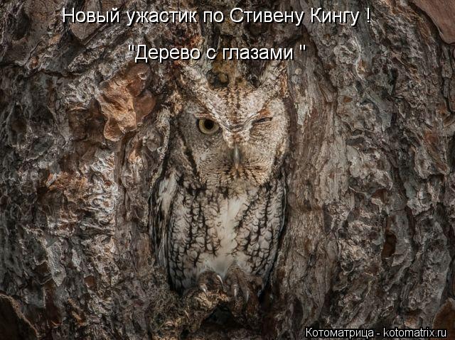 Новый ужастик по Стивену Кингу ! Новый ужастик по Стивену Кингу ! "Дерево с глазами " "Дерево с гла... Котоматрица: Новый ужастик по Стивену Кингу ! Новый ужастик по Стивену Кингу ! "Дерево с глазами " "Дерево с глазами "