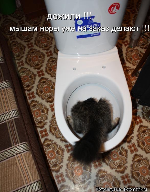 дожили !!! мышам норы уже на заказ делают !!!... Котоматрица: дожили !!! мышам норы уже на заказ делают !!!