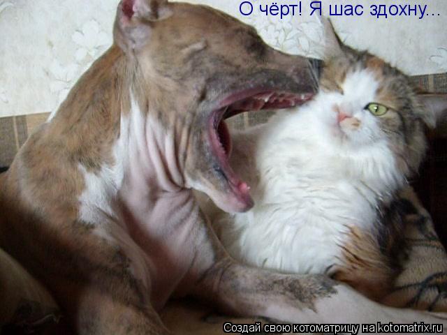 О чёрт! Я шас здохну...... Котоматрица: О чёрт! Я шас здохну...