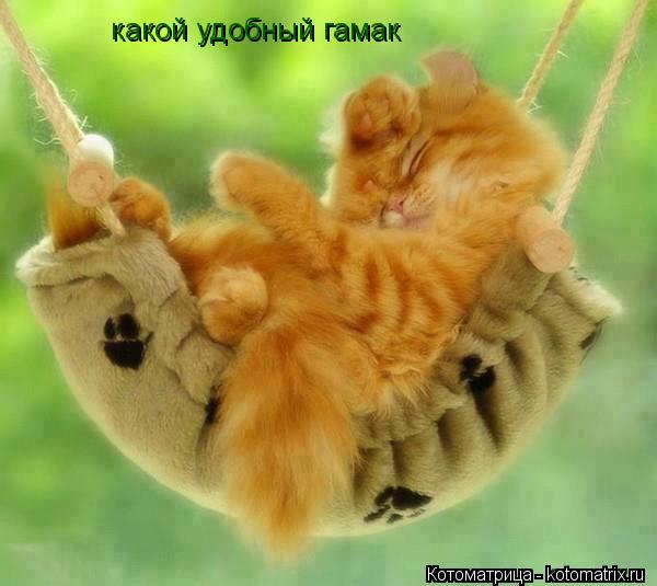какой удобный гамак... Котоматрица: какой удобный гамак