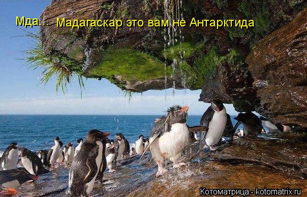 Мда... Мадагаскар это вам не Антарктида... Котоматрица: Мда... Мадагаскар это вам не Антарктида