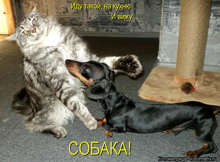 Иду такой, на кухню И вижу ... СОБАКА!... Котоматрица: Иду такой, на кухню И вижу ... СОБАКА!