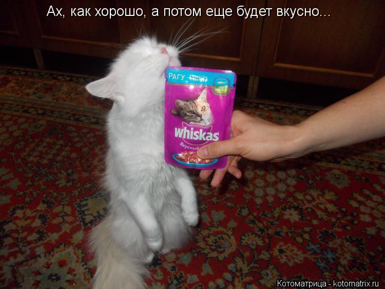 Ах, как хорошо, а потом еще будет вкусно...... Котоматрица: Ах, как хорошо, а потом еще будет вкусно...