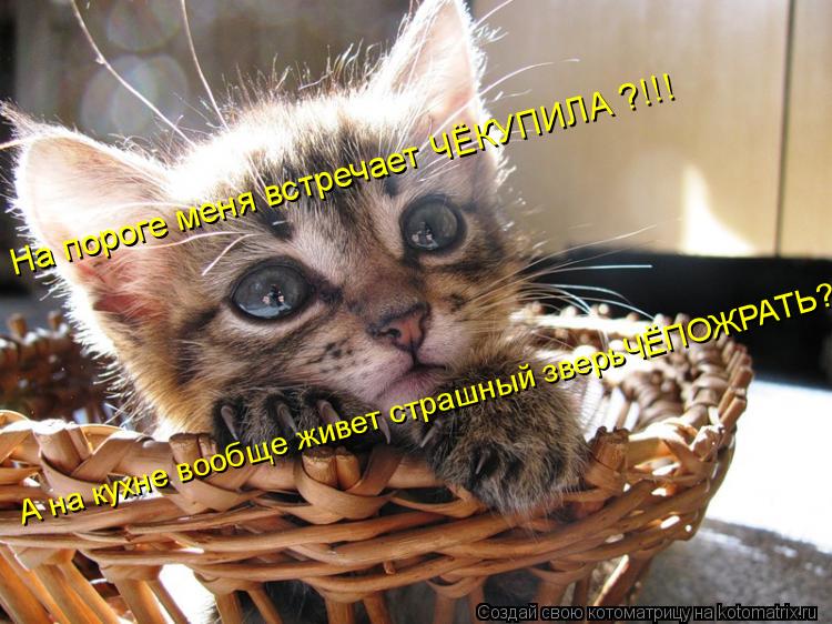 Котоматрица: А на кухне вообще живет страшный зверьЧЁПОЖРАТЬ?!! На пороге меня встречает ЧЁКУПИЛА ?!!!