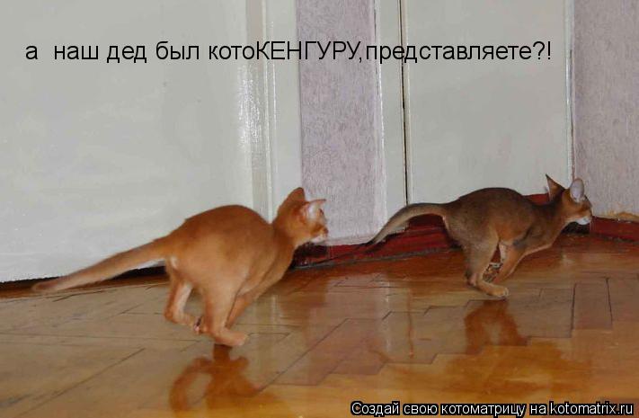 Котоматрица: а  наш дед был котоКЕНГУРУ,представляете?!