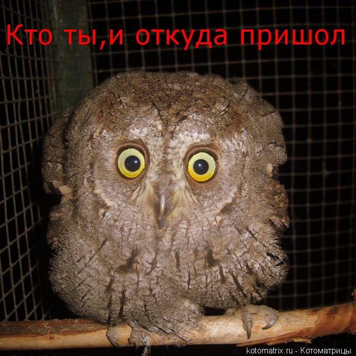 Котоматрица: Кто ты,и откуда пришол